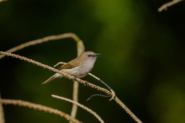Grey Warbler / Gerygone endemic to New Zealand