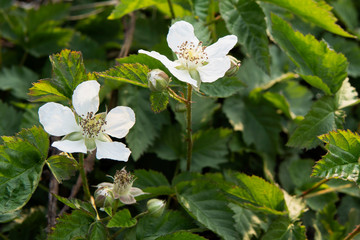 キイチゴの花／Rubus palmatus
