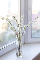 flowers in the window