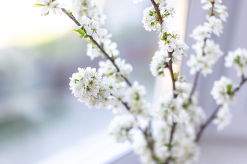 PLUM tree blossom
