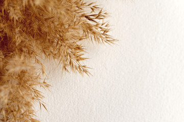 Dried natural pampas grass on white surface. Flat lay. Background boho. Minimalism. Low depth of field..