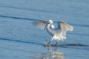Little Egret in New Zealand