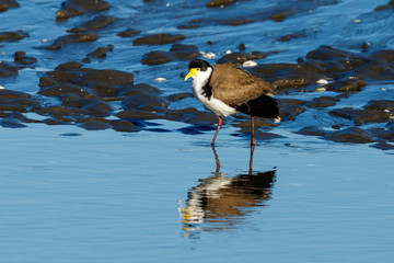 Masked Lapwing or Spur-winged Plover
