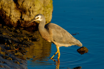 White-faced Heron in New Zealand