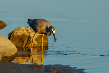 White-faced Heron in New Zealand