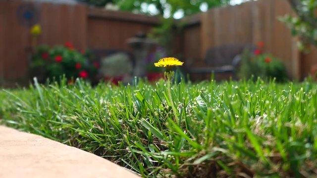 picking spring flowers in the lawn