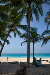 Obraz na płótnie Canvas Palm trees grow on the seashore of the ocean with blue water.