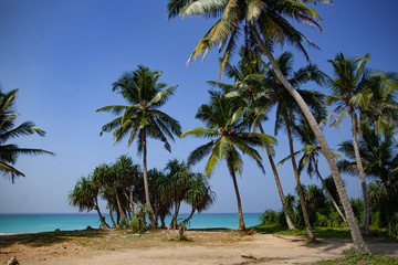 Fototapeta na wymiar Palm trees grow on the seashore of the ocean with blue water.