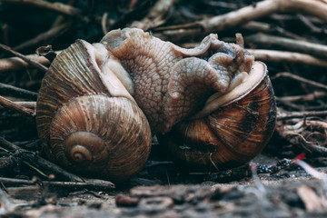 Two snails mate. They connected with each other. On a natural background.