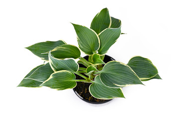 Asian Hosta garden plant with green leaves and with white edges in black plastic flower pot isolated on white background