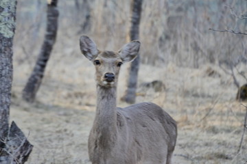 deer in the woods