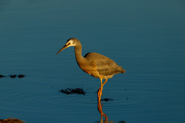 White-faced Heron in New Zealand