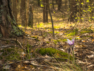 First spring flowers, snowdrops, in a forest in sunny day