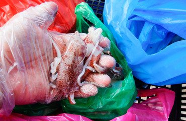 Image of hand holding squid