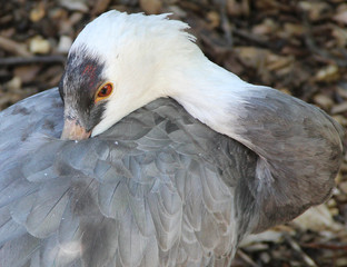 Photo of a beautiful crane bird with deep golden eyes close up.
