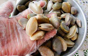 Image of clam of scallops