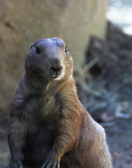 PHoto of a cute little fat prairie dog looking at my camera.