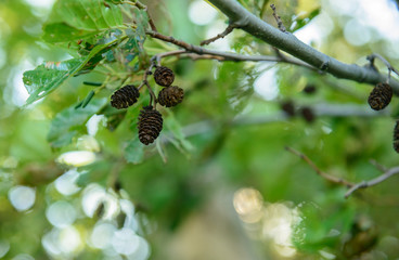 black alder (Álnus glutinósa).Bayanaul NP. Central Kazakhstan