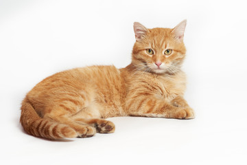 Beautiful orange cat lying on white background