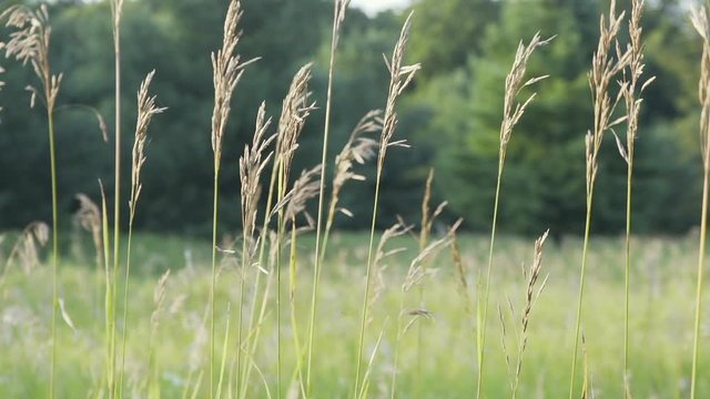 Switchgrass Moving Gently in Slow Motion in A Green Summer Meadow