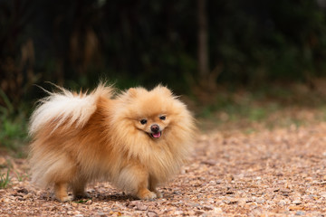 Cute dog pomeranian standing in garden and making funny face feeling so happiness and fun,Selective focus,Dog Friendly Concept.