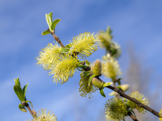 willow branch with buds in spring