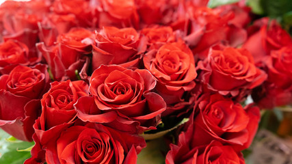 Red roses macro close up