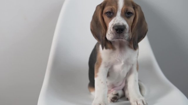 A beautiful beagle puppy poses for a photo in the studio.