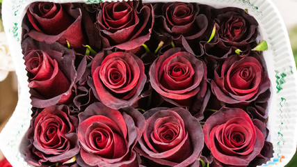 Black baccara red rose macro close up