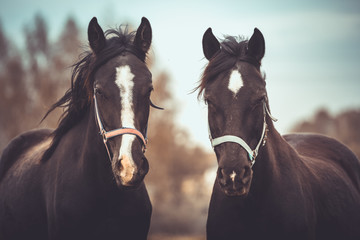 closeup portrait of mother and son horses in halters on nature background