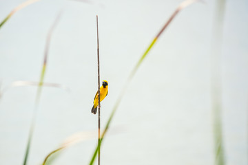 Asian Golden Weaver bird