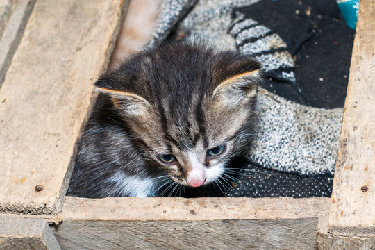 scared gray kitten hiding in the wooden box