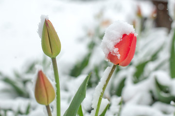 Snow in the spring, tulips in the snow.