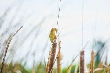 Asian Golden Weaver bird