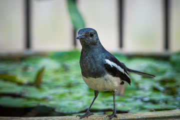 Oriental magpie robin bird