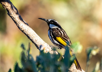 White Cheeked Honeyeter