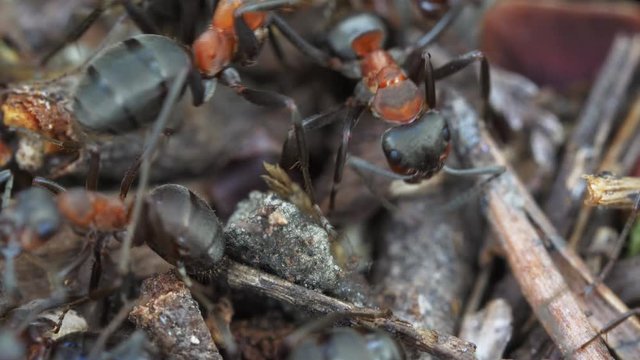 Close up footage of ants in anthill