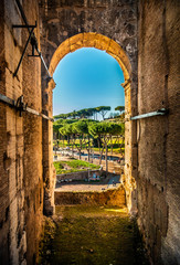 View of trees from Colosseum arch