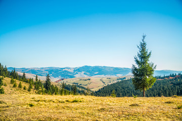 Transylvanian mountains with pine