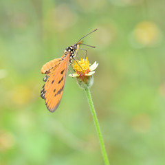 The orange-colored butterfly with black dots is eating water from flowers.