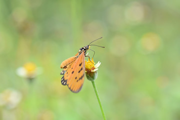 The orange-colored butterfly with black dots is eating water from flowers.