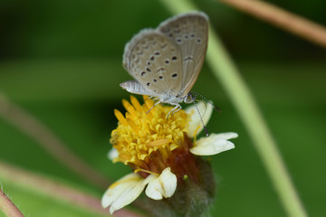 Tiny butterfly Sucking water from yellow pollen