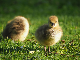 Junge Gänse auf grüner Wiese im Sonnenschein