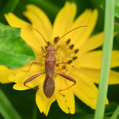 The brown insect standing on a yellow flower.