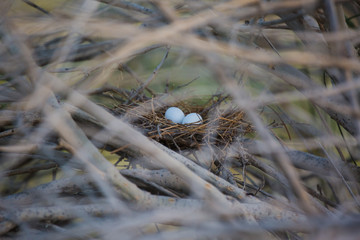 Two pigeon eggs in bird's nest.Bird nest white dove pigeon eggs lay on the nest in morning sunlight