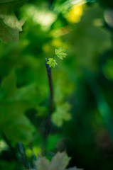 First spring conker chestnut leaf growing.