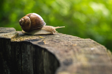 Brown land snail climbing on the tree. Helix pomatia. 