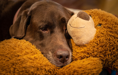 chocolate labrador sleeping on a stuffed teddy