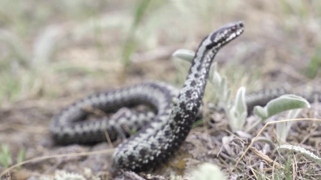 Venomous adder viper snake (Vipera berus) attack and bite