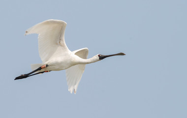 Critically endangered black-faced spoonbill in flight